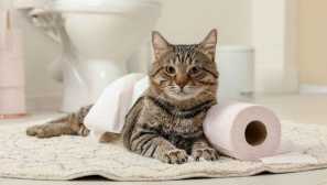 Как да преподаваме котка до тоалетната у дома: практически препоръки